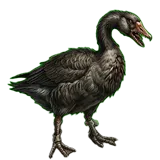 大鹅